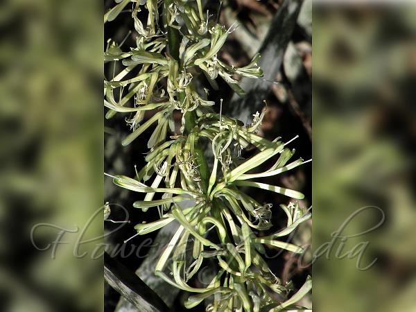 Indian Bowstring Hemp